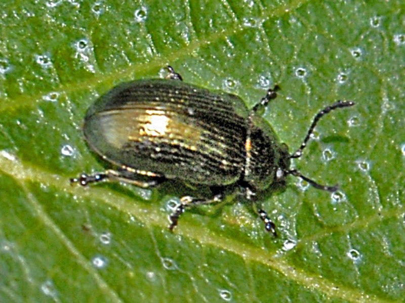 Phratora cf. vitellinae, Chrysomelidae